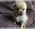 Puppy 5 Pomeranian-Pomsky Mix
