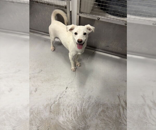 Medium Photo #2 Mutt Puppy For Sale in Studio City, CA, USA