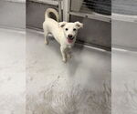 Small #1 Mutt