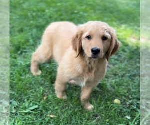 Golden Retriever Puppy for sale in NILES, MI, USA