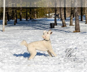 Poodle (Standard) Dogs for adoption in Bowmanville, Ontario, Canada