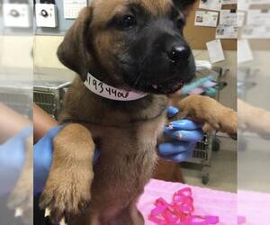 Mutt Dogs for adoption in Riverside, CA, USA
