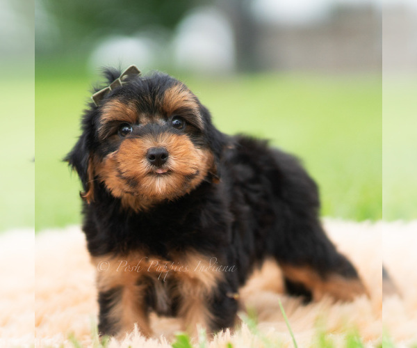 Medium Photo #54 Yorkipoo Puppy For Sale in WARSAW, IN, USA