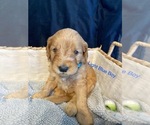 Small Photo #4 Goldendoodle Puppy For Sale in ALDER, WA, USA