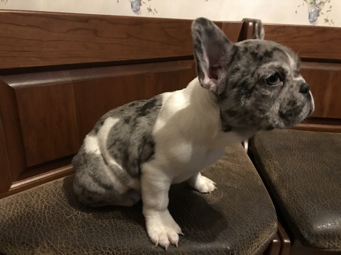 Medium Photo #3 French Bulldog Puppy For Sale in MENTOR, OH, USA