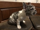 Small Photo #3 French Bulldog Puppy For Sale in MENTOR, OH, USA