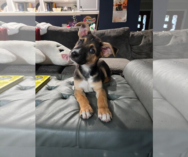 Medium Photo #1 Labrador Retriever-Unknown Mix Puppy For Sale in The Woodlands, TX, USA