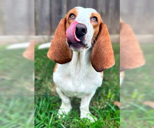 MIMI - ADOPTION PENDING! - Female Basset Hound Dog for Adoption - Photo #4
