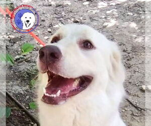 Great Pyrenees Dogs for adoption in Spring, TX, USA