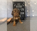 Puppy Red collar 1 Bloodhound
