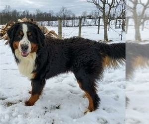 Father of the Bernese Mountain Dog puppies born on 07/19/2022