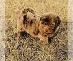 Small Photo #2 Miniature Bernedoodle Puppy For Sale in GROVETON, TX, USA