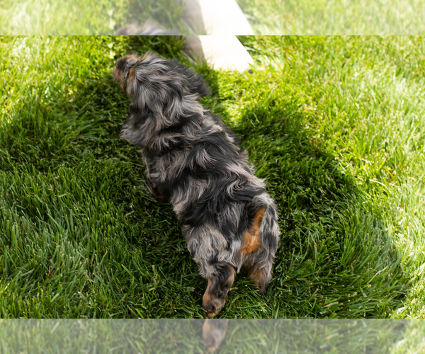 Medium Photo #7 Cocker Spaniel-Poodle (Miniature) Mix Puppy For Sale in MILLERSBURG, IN, USA
