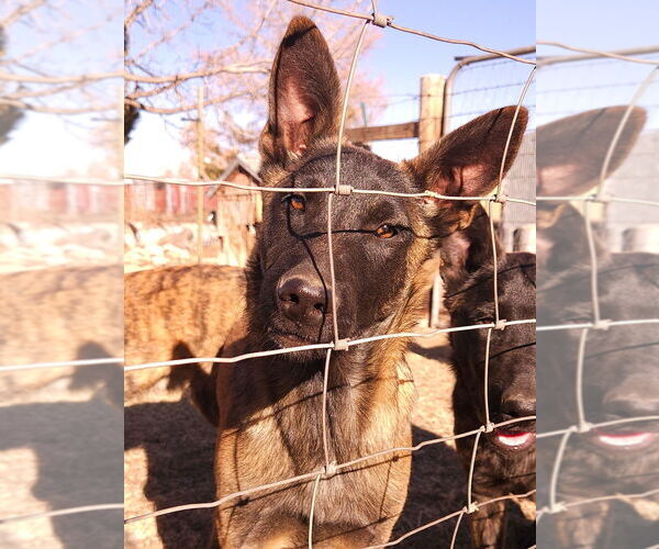 Medium Photo #2 Holland Shepherd-Unknown Mix Puppy For Sale in Imlay City, MI, USA