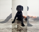 Puppy Puppy 5 Cane Corso