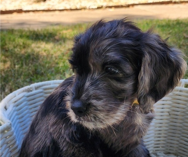 Medium Photo #5 Doodle-Goldendoodle Mix Puppy For Sale in WACO, TX, USA