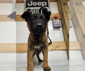 Belgian Malinois Puppy for sale in JOPLIN, MO, USA