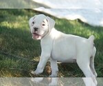 Small #5 Boxer