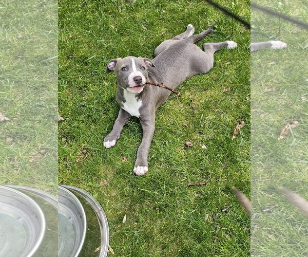 Medium Photo #1 Mutt Puppy For Sale in Rockaway, NJ, USA