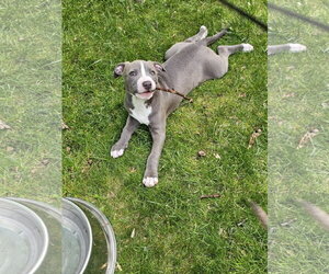 Mutt Dogs for adoption in Rockaway, NJ, USA