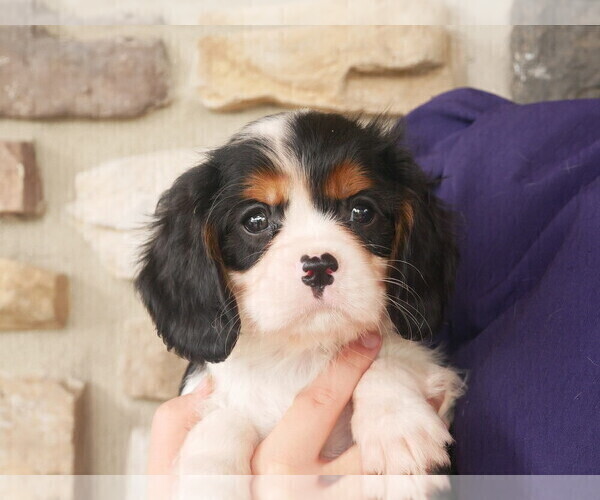 Medium Photo #2 Cavalier King Charles Spaniel Puppy For Sale in SCOTTVILLE, MI, USA