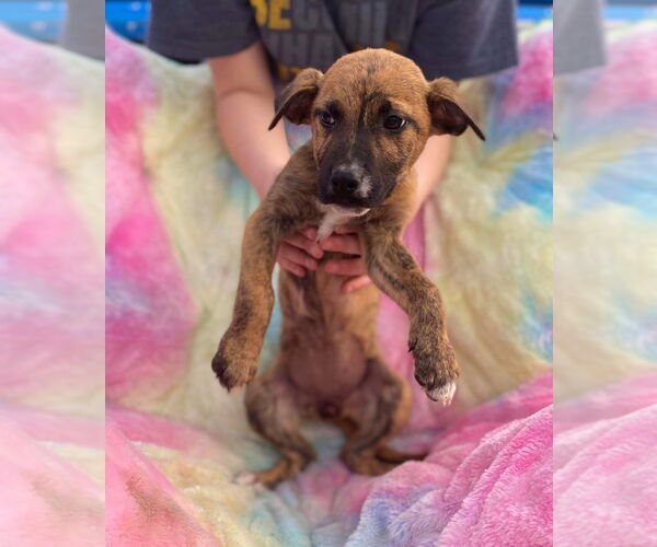 Medium Photo #12 Black Mouth Cur-Unknown Mix Puppy For Sale in Ridgefield, CT, USA