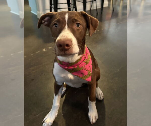 Medium Photo #17 Mutt Puppy For Sale in Fort Worth, TX, USA