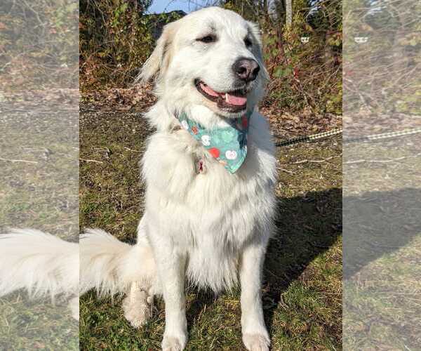 Medium Photo #6 Great Pyrenees Puppy For Sale in Spring, TX, USA