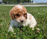 Small #9 Poodle (Miniature)