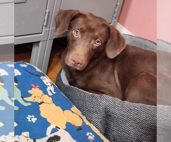 Medium Photo #12 Boykin Spaniel-Whippet Mix Puppy For Sale in New York, NY, USA