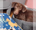Small #11 Boykin Spaniel-Whippet Mix