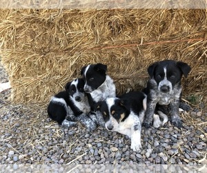 Australian Cattle Dog-Border Collie Mix Puppy for sale in ALAMOSA, CO, USA