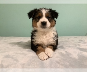 Australian Shepherd Puppy for sale in HILLSBORO, WI, USA