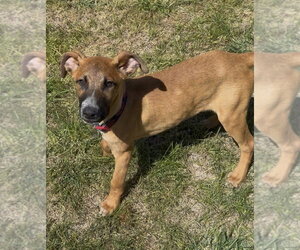 The Great Hambino - Male Mutt Dog for Adoption - Photo #5