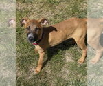 Small Photo #5 Mutt Puppy For Sale in Sandy, UT, USA