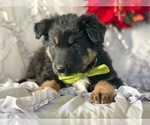 Small Photo #2 Border-Aussie Puppy For Sale in LANCASTER, PA, USA