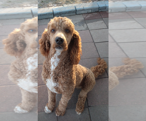 Father of the Poodle (Standard) puppies born on 07/09/2026