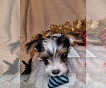 Puppy PeeWee Yorkshire Terrier