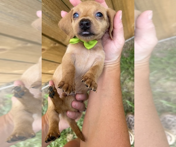 Medium Photo #1 Dachshund Puppy For Sale in STEINHATCHEE, FL, USA