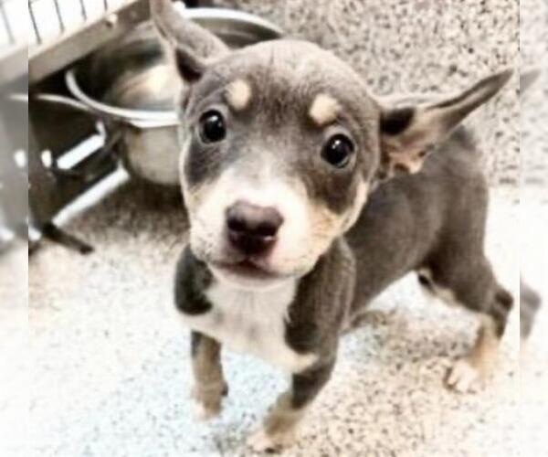 Medium Photo #1 Mutt Puppy For Sale in Houston, TX, USA