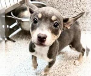 Mutt Dogs for adoption in Houston, TX, USA