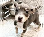 Small Mutt