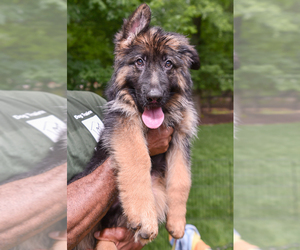 German Shepherd Dog Puppy for sale in BROOKLYN, NY, USA