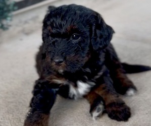 Medium Aussie-Poo-Bernedoodle Mix