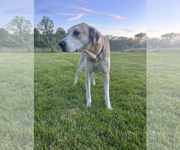 Medium Photo #7 Great Dane-Unknown Mix Puppy For Sale in Germantown, OH, USA