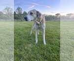 Small #6 Great Dane Mix