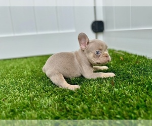 French Bulldog Puppy for sale in CORAL SPRINGS, FL, USA