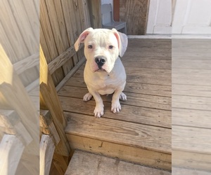 American Bulldog Puppy for sale in HEDGESVILLE, WV, USA