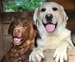 Small Photo #1 Labrador Retriever Puppy For Sale in TAZEWELL, VA, USA