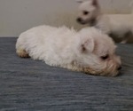 Puppy 1 Unknown-West Highland White Terrier Mix